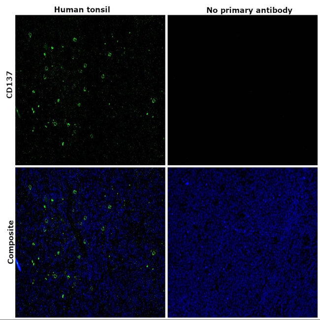 500ul CD137 (BBK-2) Mouse Monoclonal Ant
