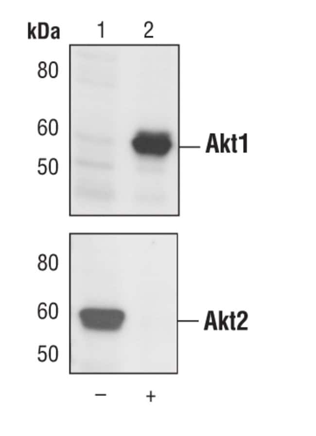 AKT1, 100 µL