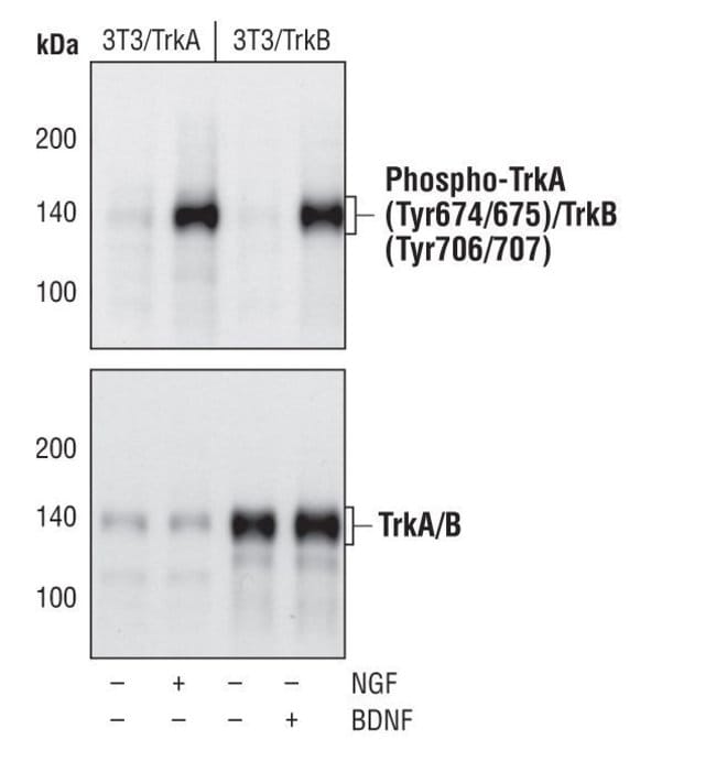 Antibody Phospho-TrkA (Tyr674/675)/TrkB