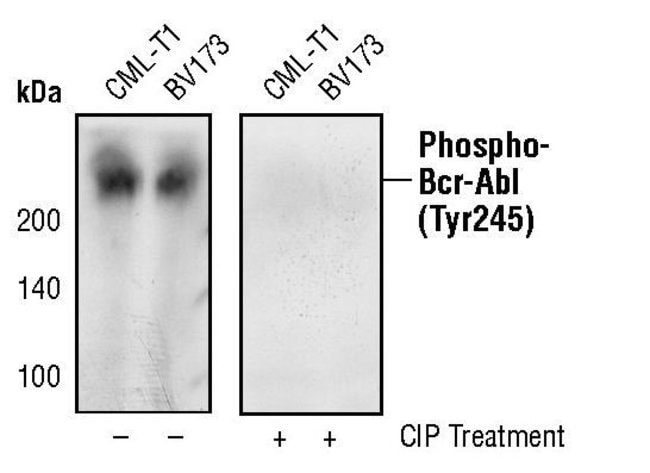 100UL PHOSPHO-C-ABL (TYR245) .