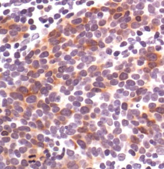 100UL PHOSPHO-CDC25C (SER216) .