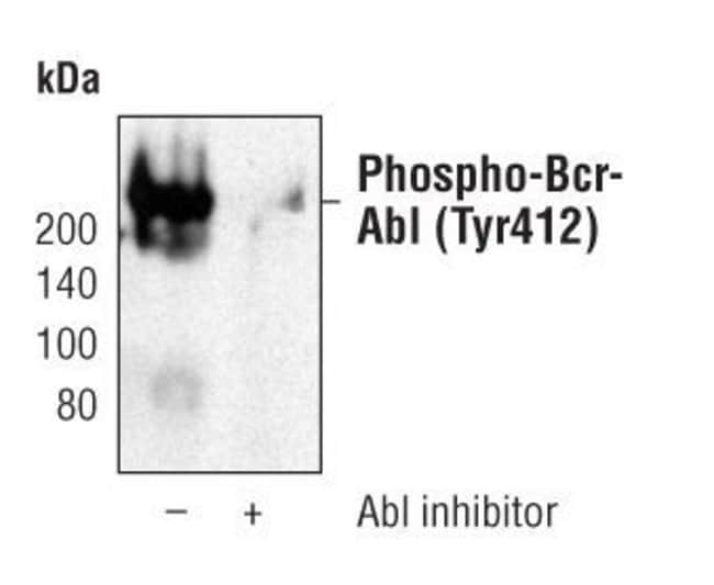 100UL PHOSPHO-C-ABL (TYR412) .