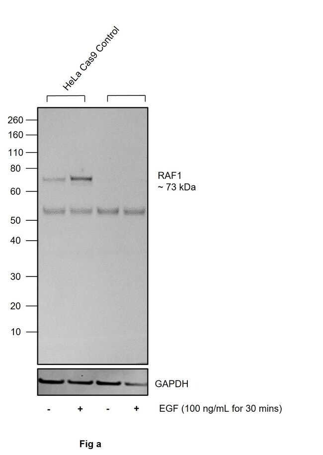 100UL PHOSPHO-C-RAF (SER338) .