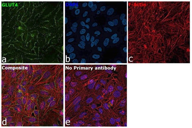 100µg SLC2A4 Antibody (3G10A3)