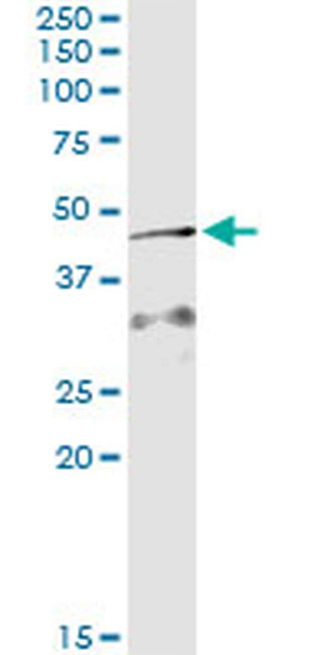 100UG AIFM2 ANTIBODY (3A11)