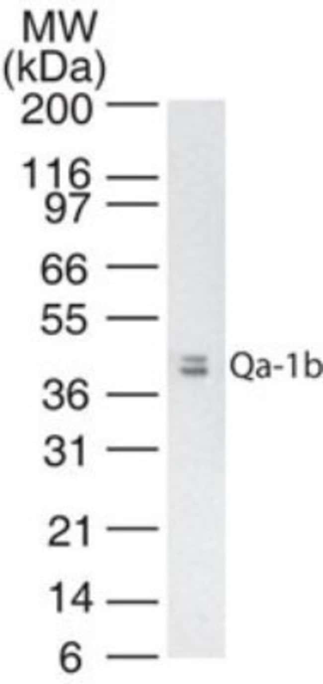 0.1MG H2-T23 0.1 MG