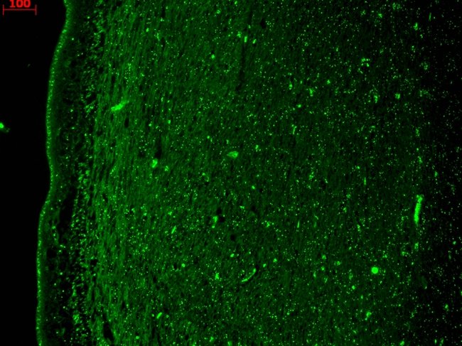 100MG KCNQ4 Monoclonal Antibody (S43-6)