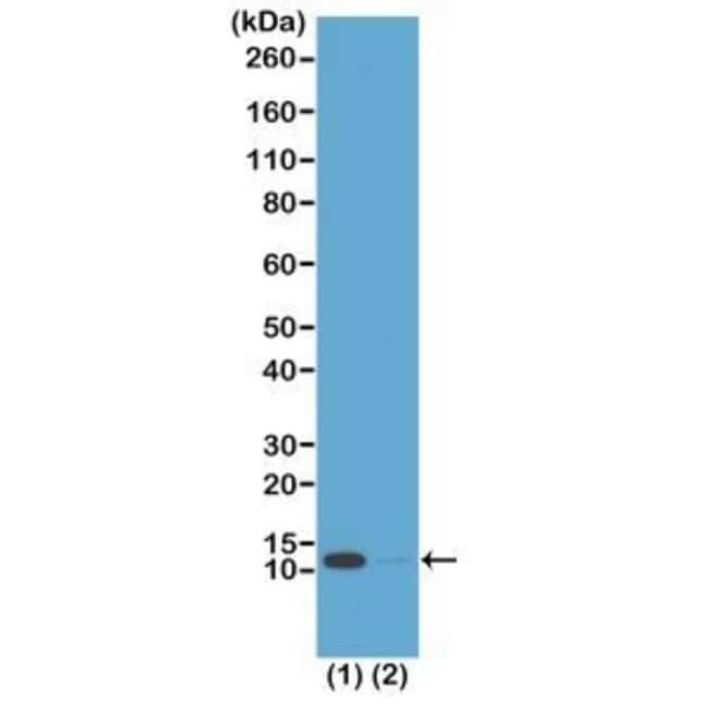 100UG ACETYL HISTONE H4 LYSINE 16 100 UG