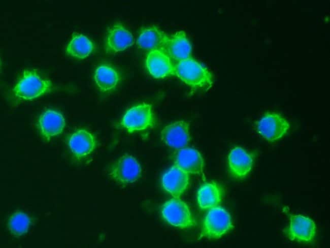 100UL CD64 ANTIBODY 100 UL