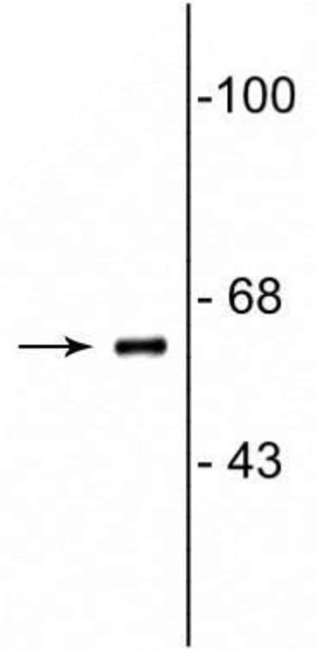 100UL COBRA1 ANTIBODY 100 ul