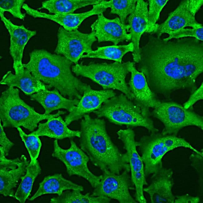 100UL GAPDHS ANTIBODY 100 ul