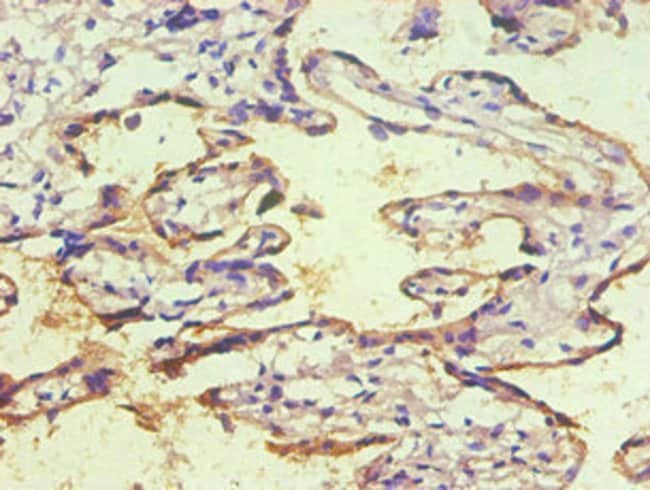 100UG CD59 ANTIBODY 100 ug