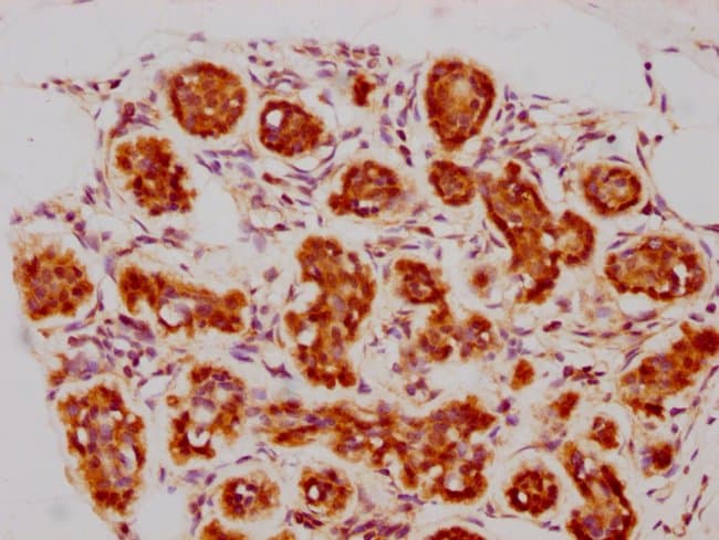 100UL BAG3 ANTIBODY 100 ul