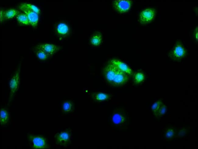 100UL CASPASE 9 ANTIBODY 100 ul