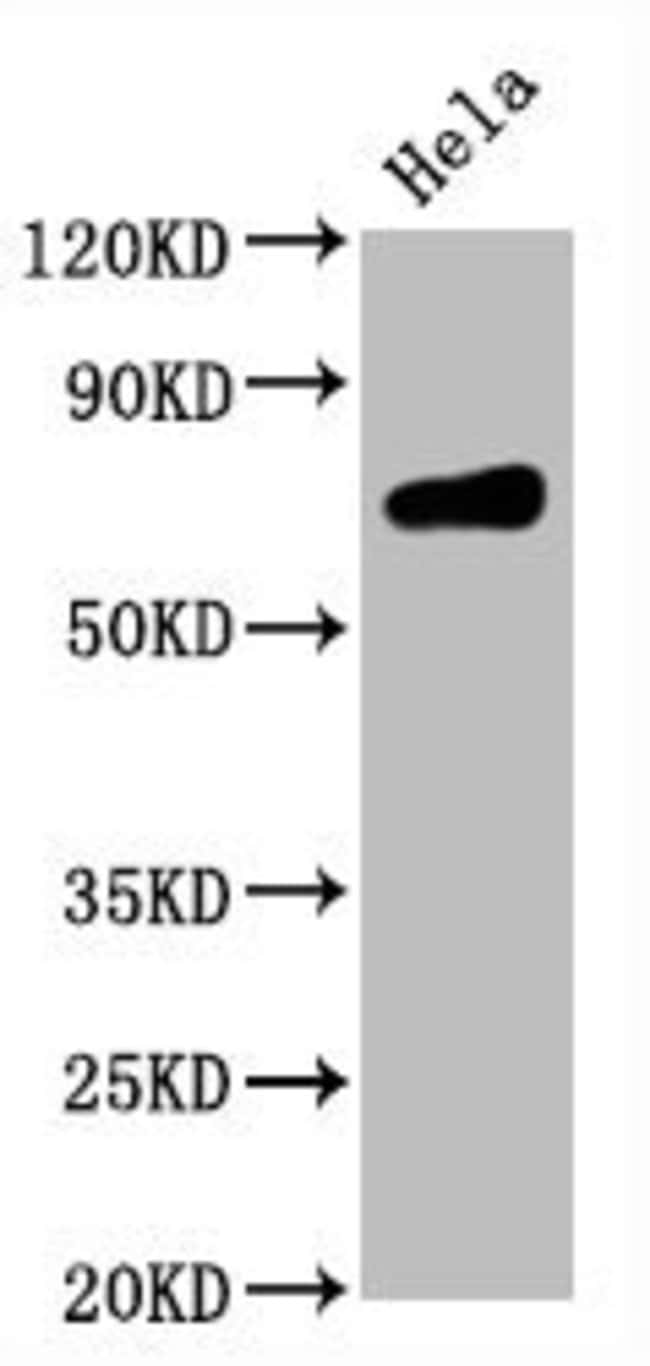 100UL CD86 ANTIBODY 100 ul