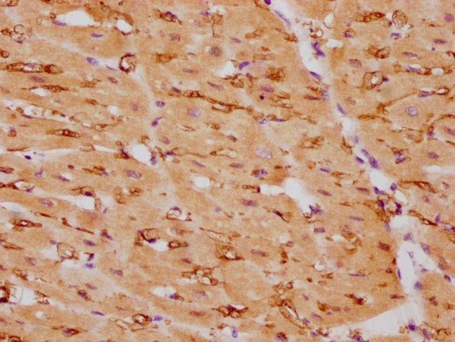 100UL CALPONIN 1 ANTIBODY 100 ul