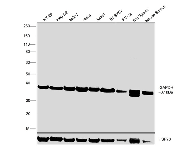 100UL GAPDH ANTIBODY 100 ul