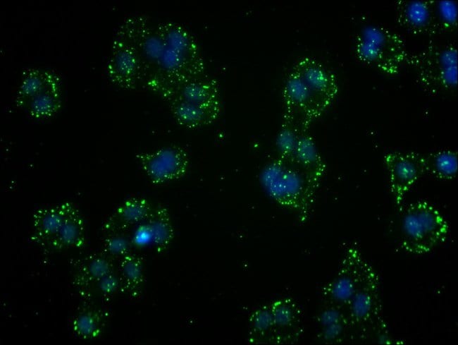 100UL GST OMEGA 1 140A ANTIBODY 100 ul