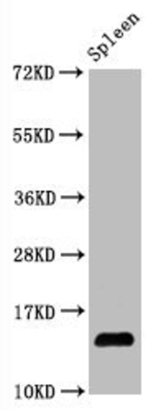 100UL HYDROXYL-HISTONE H2A TYPE 1-B/ 100