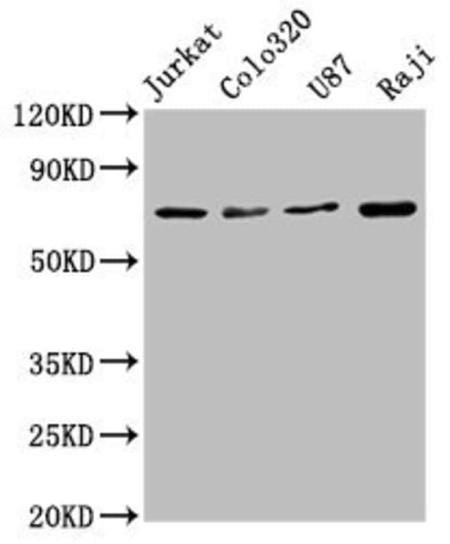 100UL HSC70 ANTIBODY 100 ul