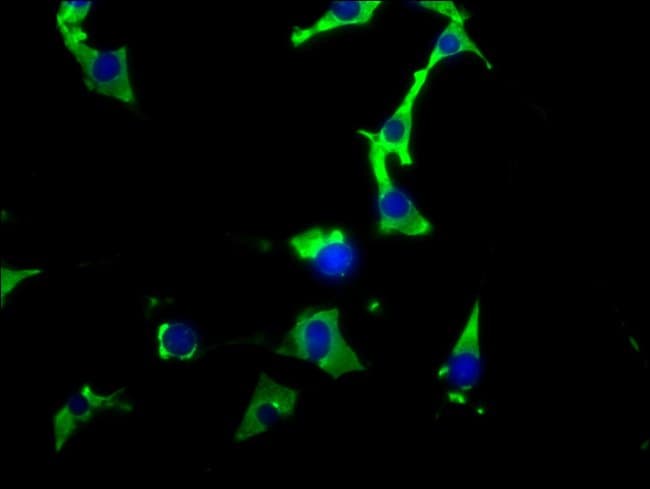 100UL HSP90 ALPHA ANTIBODY 100 ul
