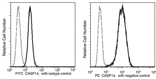 100TEST CASPASE 14 ANTIBODY PE