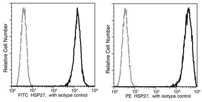 100TEST HSP27 ANTIBODY PE