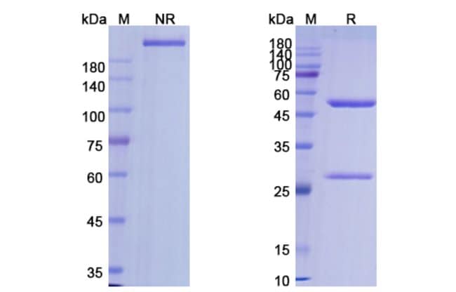 100UG ALEMTUZUMAB ANTIBODY 100 UG