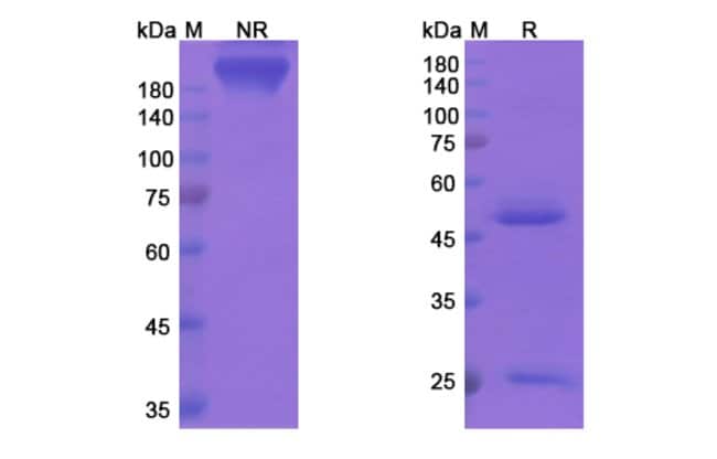 100UG APOLIZUMAB ANTIBODY 100 UG