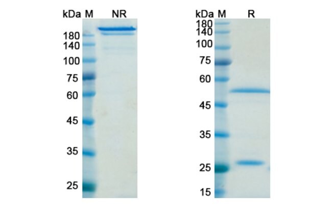 100UG EFALIZUMAB ANTIBODY 100 UG