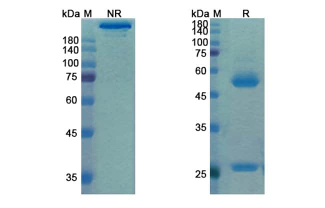 100UG MATUZUMAB ANTIBODY 100 UG