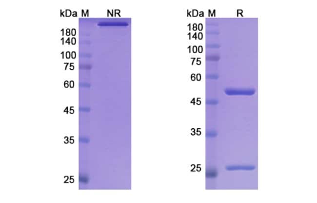 100UG FONTOLIZUMAB ANTIBODY 100 UG