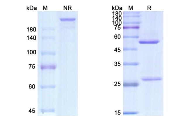 100UG GEMTUZUMAB ANTIBODY 100 UG