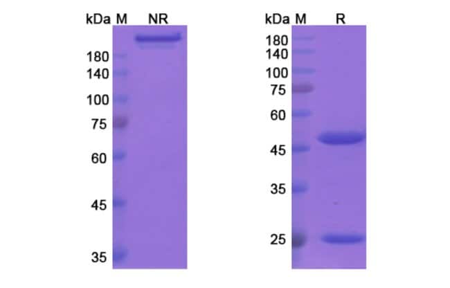 100UG CANTUZUMAB ANTIBODY 100 UG