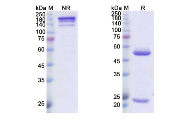 100UG AMATUXIMAB ANTIBODY 100 UG