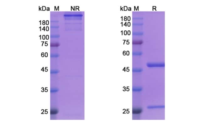 100UG SIPLIZUMAB ANTIBODY 100 UG