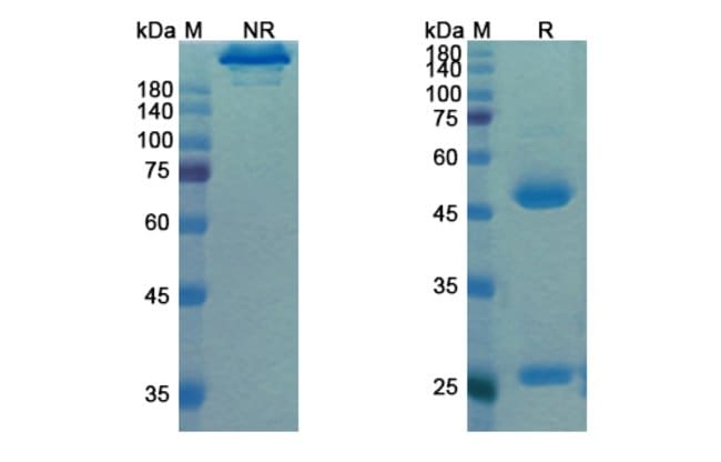 100UG MOTAVIZUMAB ANTIBODY 100 UG