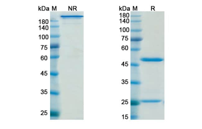 100UG NIMOTUZUMAB ANTIBODY 100 UG