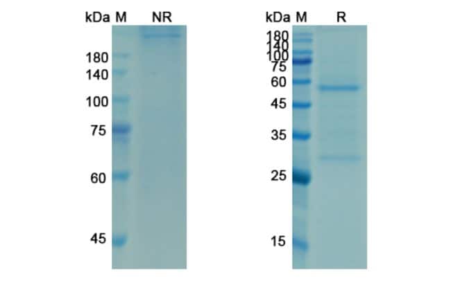 100UG OMALIZUMAB ANTIBODY 100 UG