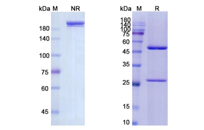 100UG CEDELIZUMAB ANTIBODY 100 UG