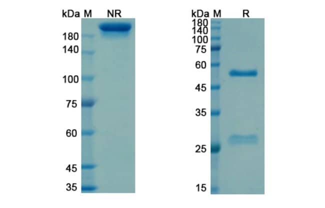 100UG SEVIRUMAB ANTIBODY 100 UG
