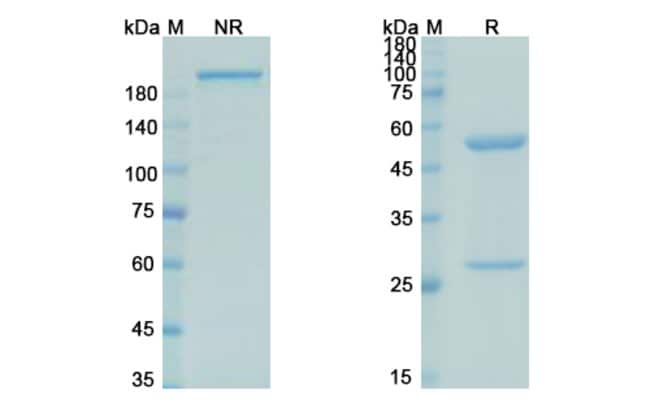 100UG PASCOLIZUMAB ANTIBODY 100 UG