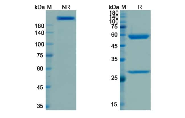 100UG VISILIZUMAB ANTIBODY 100 UG