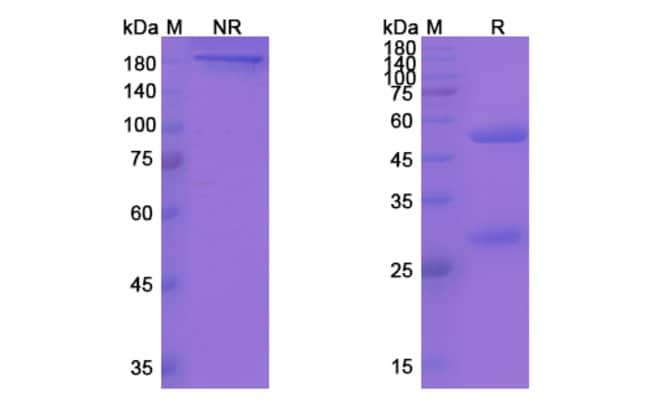 100UG YFC51.1MAB ANTIBODY 100 UG