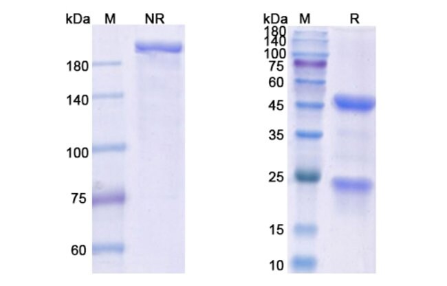 100UG 14F7 ANTIBODY 100 UG