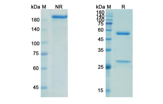 100UG 4F2MAB ANTIBODY 100 UG