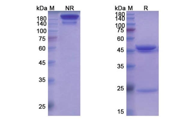 100UG CAPROMAB ANTIBODY 100 UG