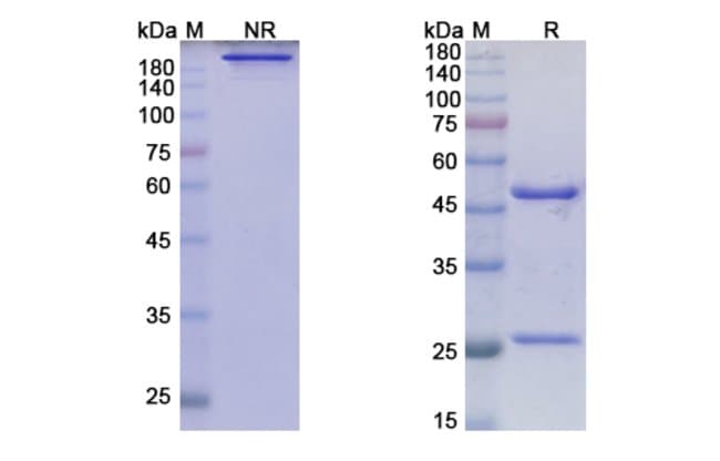 100UG IMMURAIT-LL2MAB ANTIBODY 100 UG