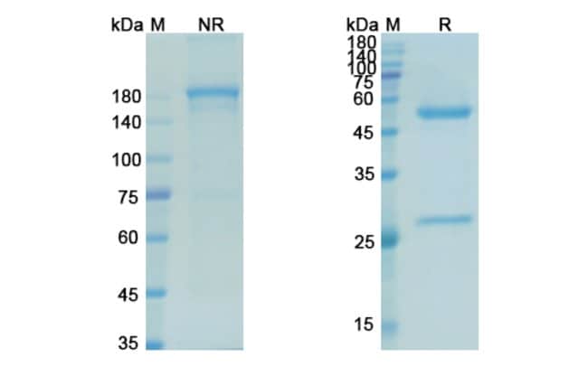 100UG MITUMOMAB ANTIBODY 100 UG