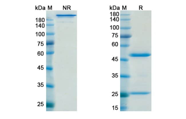 100UG MUROMONAB ANTIBODY 100 UG